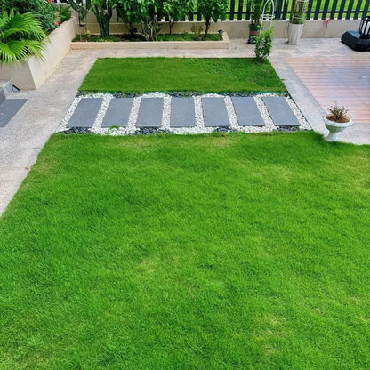 Four Seasons Evergreen Dwarf Grass Seeds | 🔥BUY 1 GET 1 FREE🔥