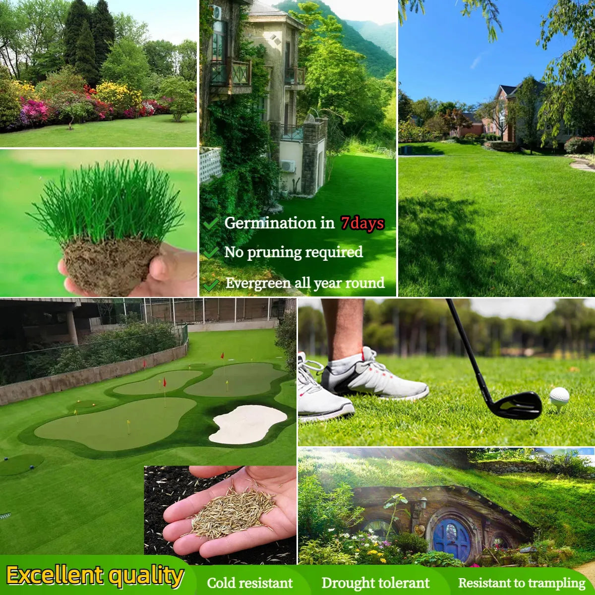 Four Seasons Evergreen Dwarf Grass Seeds | 🔥BUY 1 GET 1 FREE🔥