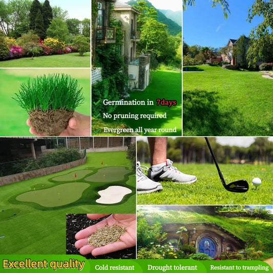 Four Seasons Evergreen Dwarf Grass Seeds | 🔥BUY 1 GET 1 FREE🔥