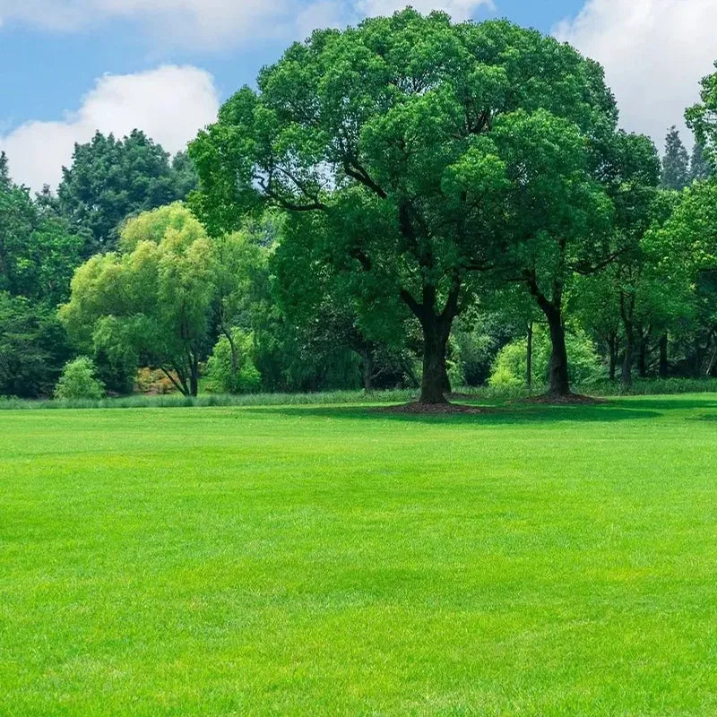 Four Seasons Evergreen Dwarf Grass Seeds | 🔥BUY 1 GET 1 FREE🔥