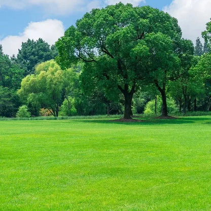 Four Seasons Evergreen Dwarf Grass Seeds | 🔥BUY 1 GET 1 FREE🔥