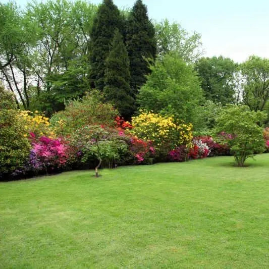 Four Seasons Evergreen Dwarf Grass Seeds | 🔥BUY 1 GET 1 FREE🔥